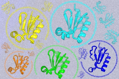 Diagrams of five protein structures, one of which (green) is natural while the others were generated from designed sequences. Each structure has a halo of its amino acid sequence.