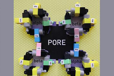 Closeup of small building blocks connected and arranged in four connected circles. The word "pore" appears in the center.