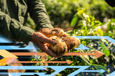Farmer holds freshly-picked potatoes, with arrow icons