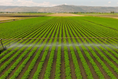 A large green field of crops