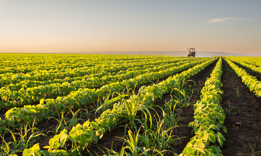A tractor tending a field of soy plants