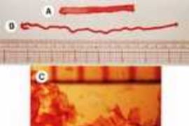 Fabrication of various geometric shapes of sapeptide scaffolds. (A) The tape is approximately 8cm long, 0.5cm wide and 0.3mm thick. (B) The rope is about 2mm in diameter. (C) Membrane form.