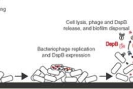 This diagram shows how an engineered virus,T7, destroys a biofilm composed of E. coli bacteria.