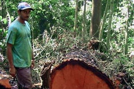 A member of the Honduran woodcutting cooperative at work in the Biosphere Rio Platano, where they have been logging in a sustainable way under the guidance of the Rainforest Alliance and the State Forestry Administration.