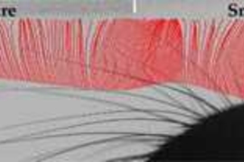 This frame from a time-lapse movie shows multiple traces (red) of a single rat whisker, captured at 3,200 frames per second, as it moves from left to right across a rough surface and then a smoother one. (For clarity, only every 3rd trace is shown, or about one per millisecond).  Clusters and gaps of the traces correspond to this whisker's rapid sticking and slipping movements during ~175 millisec...
