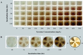 The figures show melanin production by Escherichia coli expressing a heterologous tyrosinase enzyme.  Figure A is production with supplementation of the substrate (tyrosine) and Figure B is with endogenous production of the substrate (tyrosine) by 5 different engineered strains.