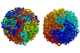 Until recently, scientists theorized that DNA organized itself into a structure known as an equilibrium globule, left. This type of structure is highly tangled, and stretches of DNA located near each other on a chromosome may be far apart in the 3D structure. MIT, Harvard and UMass Medical School researchers have shown that DNA is actually organized as a fractal globule, right, which resists knott...