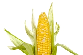 Ear of corn in a water glass