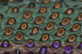 Vibrating a tray of silicone oil causes so-called Faraday waves to form in the oil's surface. Recent experiments in which fluid droplets reproduce the behavior of subatomic particles require holding the intensity of the vibrations just below the Faraday-wave threshold.