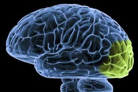 Some regions of the visual cortex, highlighted here, can be rewired to process sound in the brains of people born blind.