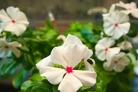 The periwinkle plant, also known as <em>Catharanthus roseus</em>, produces several compounds with medicinal properties, including the anticancer drug vinblastine.