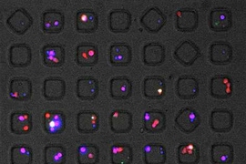 Inside these squares, single T cells taken from HIV-infected patients interact with infected cells. This technology, developed by MIT chemical engineers, offers the first way to study how effectively individual T cells respond to HIV-infected cells.