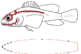 'Lateral lines' in fish contain hundreds of tiny pressure and velocity sensors that enable them to navigate through currents and eddies as efficiently as possible. To mimic that ability, MIT researchers have developed inexpensive, sensitive MEMS-based pressure sensors and mounted them on a small experimental vessel in a pattern that replicates the distribution of the lateral lines.