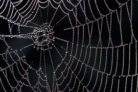 Spider silk could be used as robotic muscle, MIT News