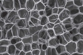 A scanning electron micrograph of carrot, top, and potato, bottom, showing relatively thin-walled cells. The oval objects within the potato tissue are starch granules.