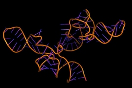 MIT biologists have found that alternative splicing of messenger RNA accounts for much of the differences seen between species.