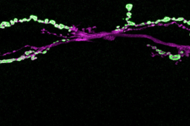 Individual neurons mix multiple RNA edits of key synapse protein, study  finds, MIT News