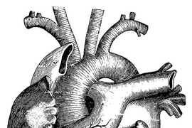 Rendering of human heart