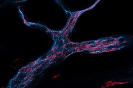 MIT engineers designed RNA-carrying nanoparticles (red) that can be taken up by endothelial cells (stained blue).