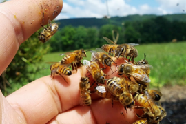 They serve a massive purpose for us': Miami beekeeper working to create a  buzz about bees - WSVN 7News, Miami News, Weather, Sports