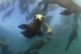 California sea lions near the kelp forests off the coast of Monterey, California