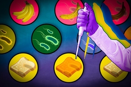 A favorite BioBuilder lab among students, Kuldell says, is called “Eau That Smell,” which involves examining bacteria engineered to smell like ripe bananas at a certain stage of their growth. Students also enjoy “What a Colorful World,” a lab where students study E. coli programmed to change colors. Another lab, “Golden Bread,” has students add beta-carotene to baker’s yeast.