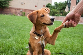 Wingnut, puppy of grad student Stephanie Ku ’14, is a future therapy dog for the MIT Puppy Lab, a first-round MindHandHeart-funded project.