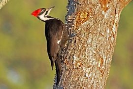 A new video series weaves together intimate observations of bird behavior and physiology with engineering “explainers.” Pictured here is a female pileated woodpecker.