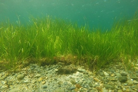 At the edge of an eelgrass bed, rocky sandy sediments appear in the foreground. Organic buildup of sediments under the vegetation can also be seen. 