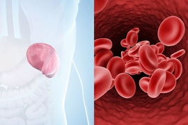 Pictured on the left is a spleen; on the right are red blood cells. ““We have presented results showing that the spleen is the main organ that defines the shape of the circulating red blood cells” says Ming Dao, a principal research scientist in MIT’s Department of Materials Science and Engineering.