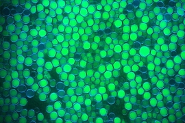 The ability to ferment low-cost feedstocks under nonsterile conditions may enable new classes of biochemicals and biofuels, such as microbial oil produced by the yeast Yarrowia lipolytica (shown here, oil in lipid bodies is stained green and cells walls stained blue).