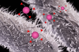 A new immunization strategy against microbes that invade the gastrointestinal tract may someday offer an alternative to antibiotics.