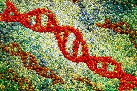 "I would say that the committee is not opening the door to human genome editing, but we are, so to speak, removing the padlock pending possible new applications," says Richard Hynes, a Daniel K. Ludwig Professor for Cancer Research at MIT and co-chair of the NAS study committee that created the Human Genome Editing Report. 
