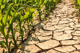 MIT scientists have found that climate change will likely worsen drought conditions in parts of Africa, dramatically reshaping the production of maize throughout sub-Saharan Africa as global temperatures rise over the next century.
