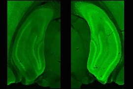 Brighter fluorescence (at right) represents greater expression of the protein neurogranin in the hippocampus of mice exposed to new contexts (versus mice not exposed to new contexts, at left). The quick production of neurogranin is believed to help in the creation of new memories.