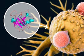 MIT researchers are developing ribonucleases as potential drugs to treat cancer. In a new study, they found that the drugs work better when given with already-approved drugs known as kinase inhibitors.