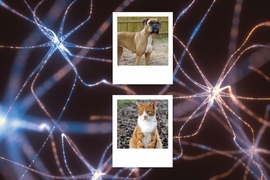 Adversarial examples are slightly altered inputs that cause neural networks to make classification mistakes they normally wouldn’t, such as classifying an image of a cat as a dog. 