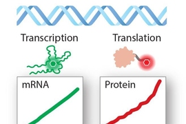 PURExpress-ReAsH-Spinach In vitro Analysis (PERSIA) lets scientists directly and immediately measure transcription (RNA production) and translation (protein production) by using short RNA and peptide tags that produce a fluorescent signal.