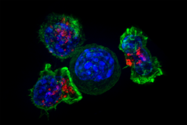 A cancer cell (blue, center) can elude attack by immune cells (such as these T cells shown in green and red) by sequestering the mutated proteins that would otherwise signal its identity as a "foreign" invader away from the cell’s surface.