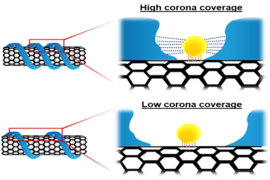 Schematic illustration of probe adsorption influenced by an attractive interaction within the corona
