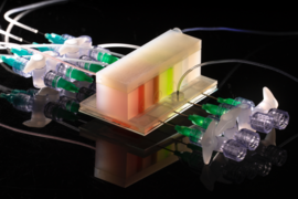 ArtGut has three chambers: At the top is a gas cap through which nitrogen diffuses via a rubber membrane to the sample chamber below, generating a steep oxygen gradient that mimics conditions in the human gut, and the chamber at bottom emulates the gut's mucus lining.