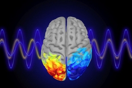 Study reveals a universal pattern of brain wave frequencies | MIT