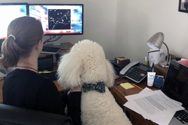 MIT Senior Research Associate Kendyll Burnell and her poodle Soma examine neural imaging data together at home during the Covid-19 pandemic.