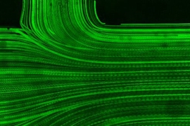 Time-lapse microscopic images of particle-based flow visualization inside a ventricular catheter. The image shows the confluence of three flows: the upstream flow coming from the catheter tip direction and two flows coming in via holes facing each other. Obtained from combined fluorescent microscopy videography and optical distortion correction via fluid index matching.