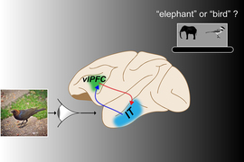 Illustration of a bird being "seen" by an eye connected to a brain, with "elephant or bird?" written on the side