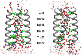 An illustration depicts two ion channels, each composed of helical lines on the outside, with water molecules and virus particles on the inside