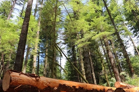 Clockwise, from top left: Ed Jahn, Aaron Scott, David Steves, Laura Gibson, Robbie Carver, Peter Frick-Wright