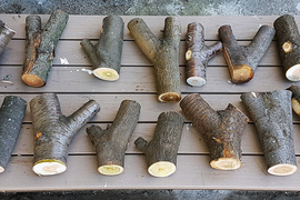 Photo of a selection of tree forks lined up on a wooden table.