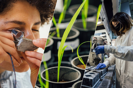 scientists studying plants, animals