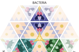 Illustration of a hexagram with colorful geometric shapes inside. Three opposing sides are labled "bacteria," "plants," and "animals."